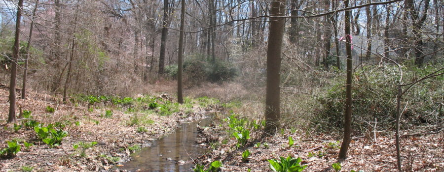 WETLAND DELINEATIONS