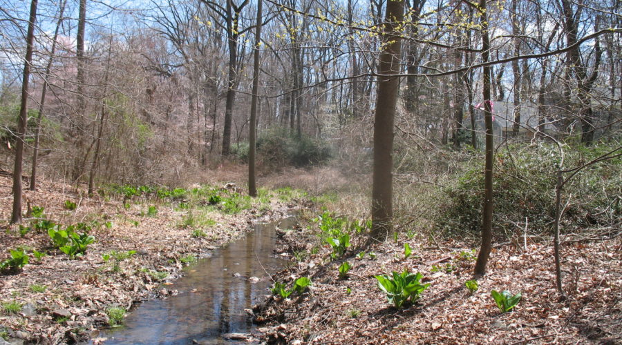 WETLAND DELINEATIONS